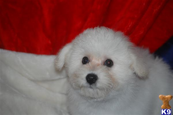 Puppies in Leander